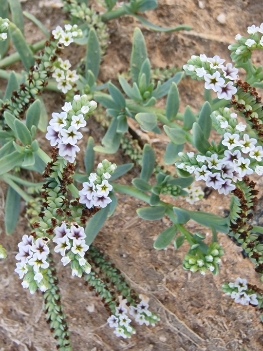 This heliotrope has adapted itself to a neglected corner in Abu Dhabi