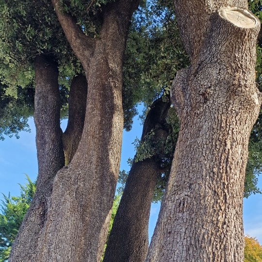 Survey of holm oak in West Sussex