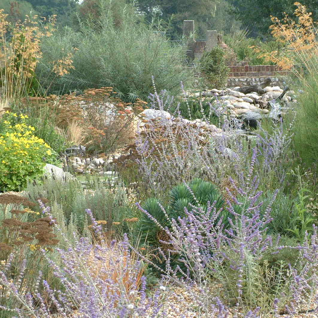 Coastal garden planting