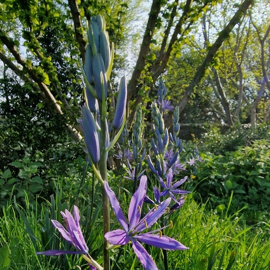 Camassias on the woodland edge