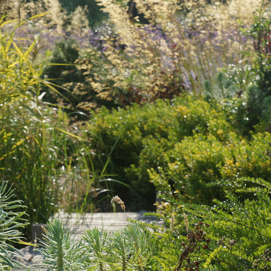 Wetland Garden in West Sussex