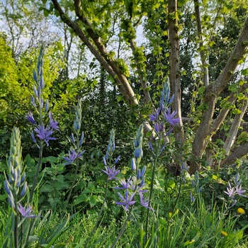 woodland garden design