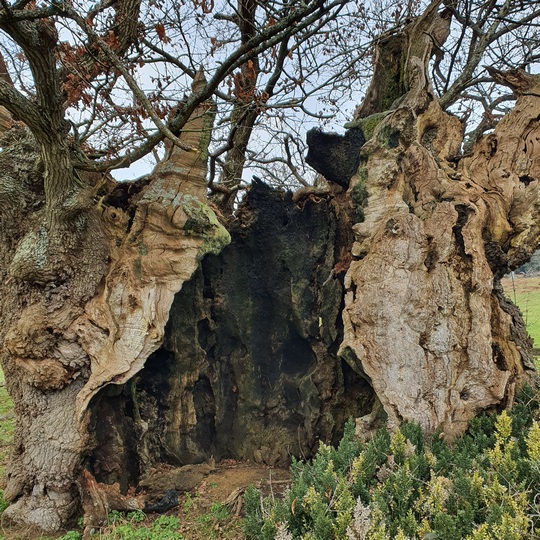 Ancient oak tree