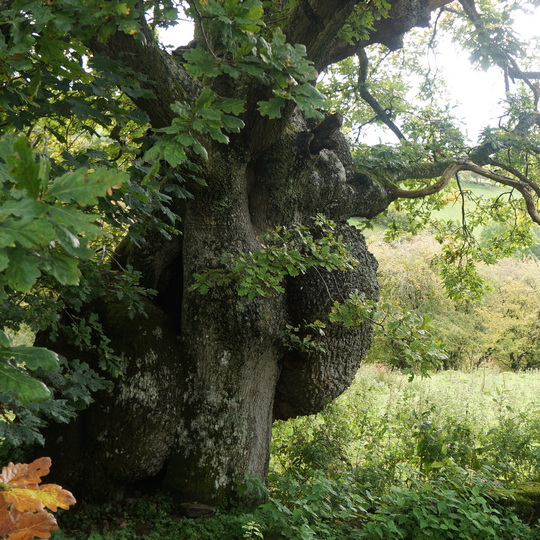 tree consultancy in UK