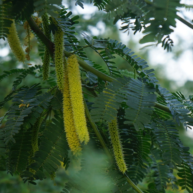 Planting for biodiversity as well as resilience