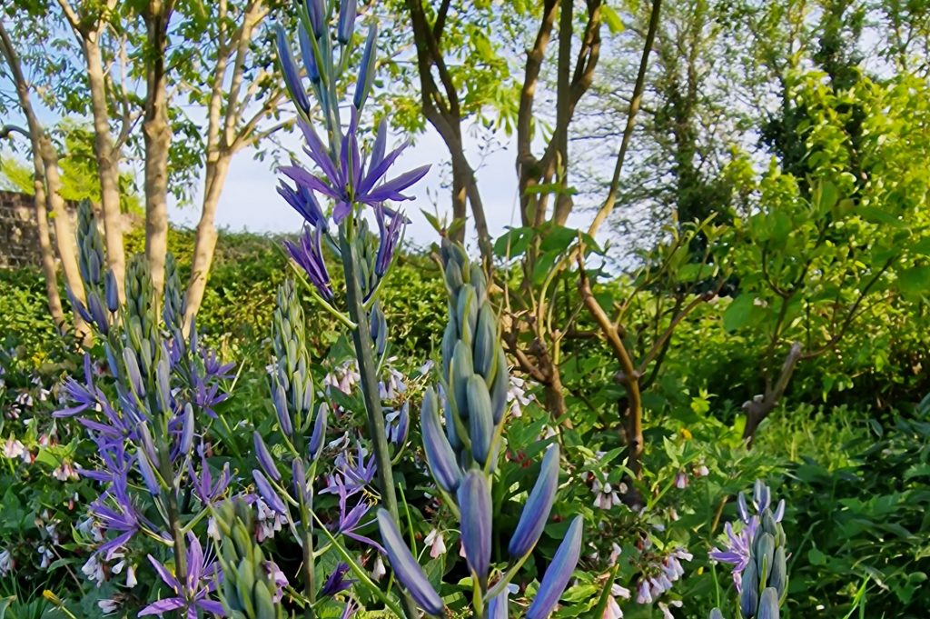 a woodland edge garden