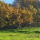 Phoenix oak tree Arundel