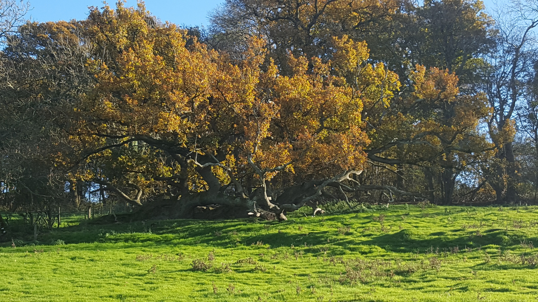 Phoenix trees