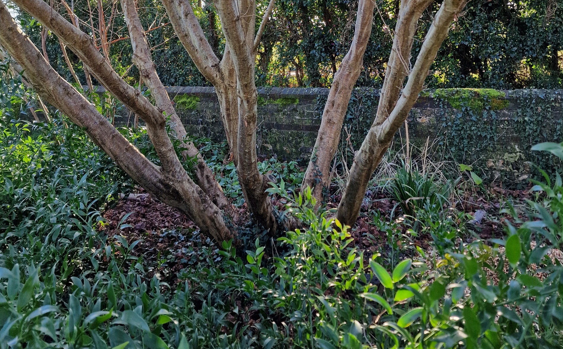 Coppicing Hazel for Landscape Use