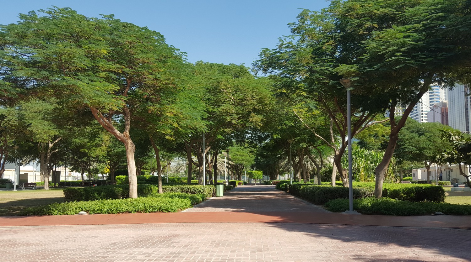 Urban street trees